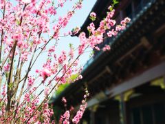 -南汇桃花村