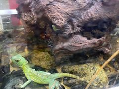 -酷以爬仙阁实体爬宠店·守宫·蜥蜴·专业繁育