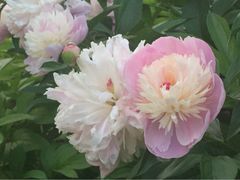 iphone_upload_pic-景山公园
