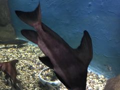 -苏州海洋馆