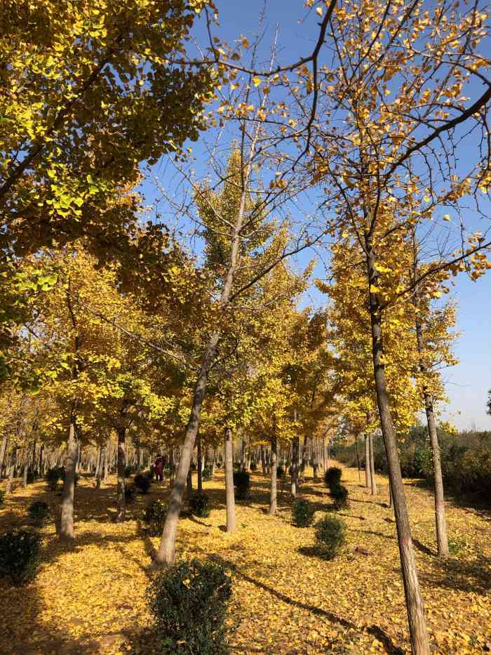 杜陵遗址生态公园-"杜陵遗址公园是十一假期唯一一个旅游年票免.