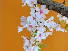 -龙华寺