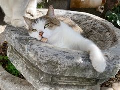 -喵屿·大理花园猫咖