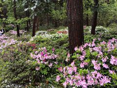 -铁山坪森林公园