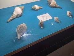 -青岛贝壳博物馆
