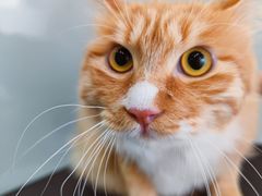 -爱洗澡的猫(望京店)