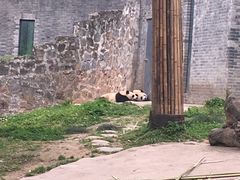 -都江堰中华大熊猫苑
