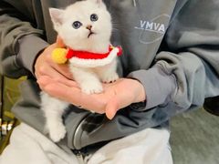 -欣宠猫屋·矮脚拿破仑·蓝金金渐层