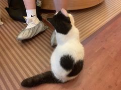 -MOCHA明星猫咖(田子坊店)
