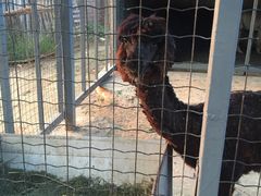 -意大利农场度假村