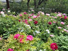 -洛阳市隋唐城遗址植物园