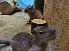 -Mr·Kuma酷么先生雪之乐园