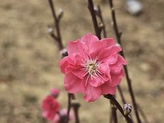 -南国桃园旅游度假区