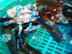 -外伶仃岛海鲜市场
