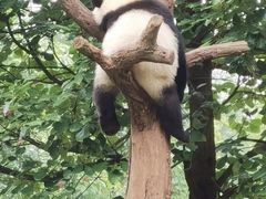 -都江堰中华大熊猫苑
