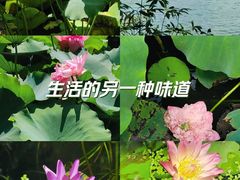 -黄兴公园