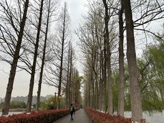 -洋湖国家湿地公园