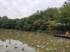 -大湾区中央湿地公园