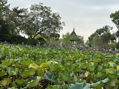 -无锡蠡湖国家湿地公园-蠡园