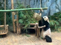 -深圳野生动物园
