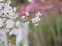 -顾村公园