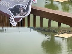 -王借岗森林公园