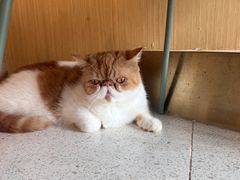 -飞行喵MR PILOT|猫舍·猫咖(静安大融城店)