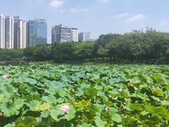 -南宁南湖公园