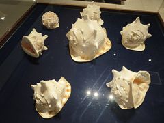 -青岛贝壳博物馆