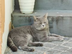 -猫岛主趣味餐厅(鼓浪屿店)