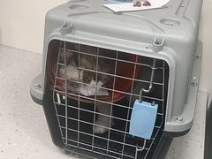 -小伙伴宠物医院•急重症转诊中心·老年专科·犬猫全科(北大街总院)