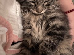 -天使宠物医院·犬猫分诊(彩虹店)