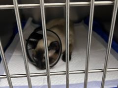 -中农国际动物医院24小时·猫科·骨科·急重症中心