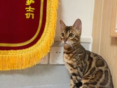 -谐和益家动物医院·免疫绝育·血液透析·宠保定点医院(高新伊藤分院)