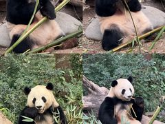 -成都大熊猫繁育研究基地