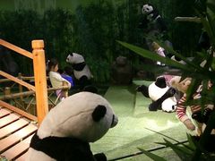 -成都泰迪熊博物馆
