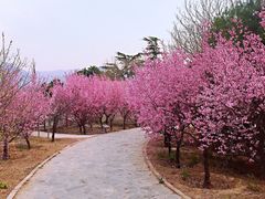 -北京鹫峰国家森林公园