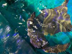 -瑞普利水族馆