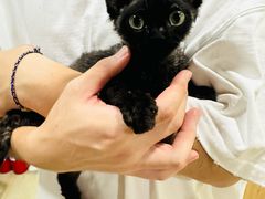 -70cat德文卷毛猫·缅因猫纯种猫舍