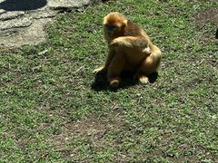 -石家庄市动物园