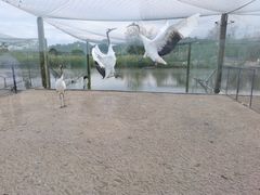 -盐城丹顶鹤湿地生态旅游区