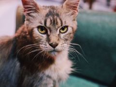 -猫色咖啡·猫咖