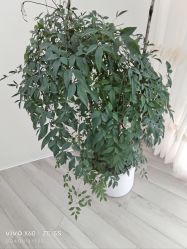 -HEYAN荷妍专业脱毛连锁机构