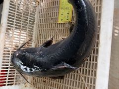 -姥家大锅台水库渔家