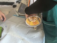 -瑞派宠物医院·犬猫全科·猫友好(宾水西道店)