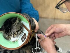 -米苏动物医院·犬猫专科·骨科外科内窥镜