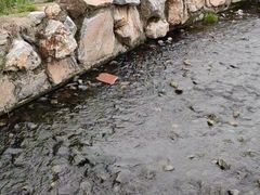 -习家池