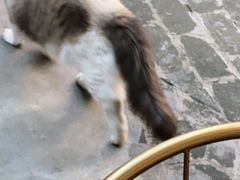 -喵屿·大理花园猫咖