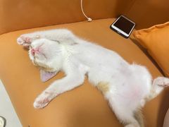 -宠颐生宠物医院·心肾内科·猫专科诊疗中心宠巢店