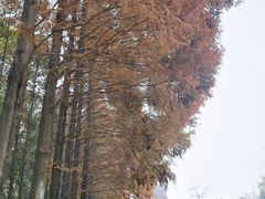 -升仙湖公园